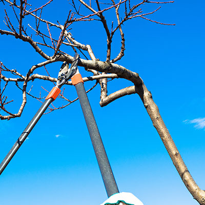 Tree Trimming and Pruning